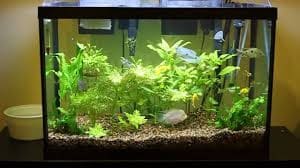 20 gallon fish tank